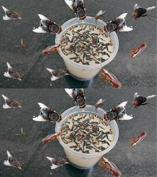 Place it in the kitchen: it keeps flies, mosquitoes and other insects away