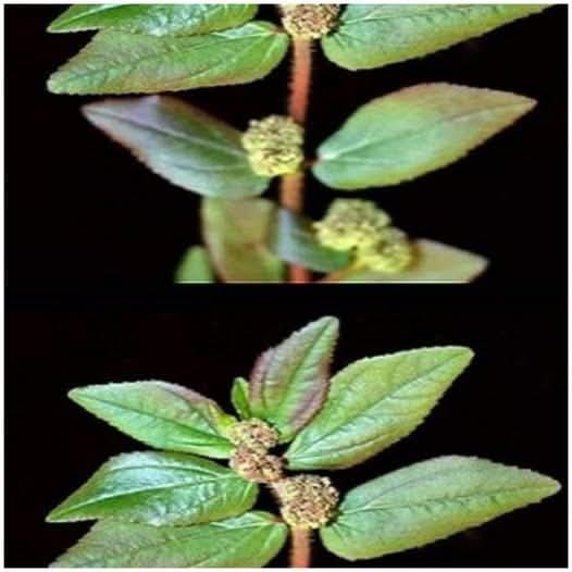 Euphorbia Hirta: One of the Most Miraculous Plants in the World