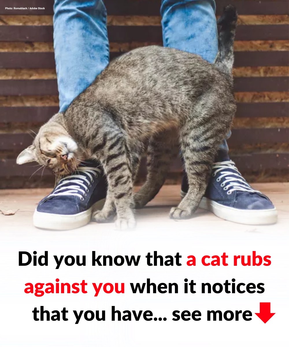 Did you know that a cat rubs against you when it notices that you have…