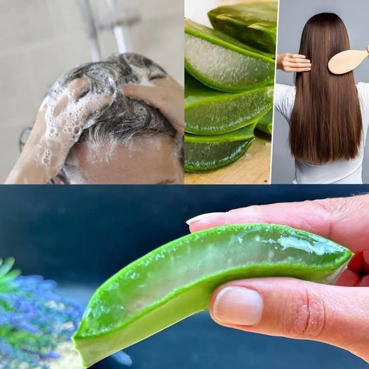 Hair Grows Like Crazy and Stops Falling Out: The Magic of Aloe Vera for Hair