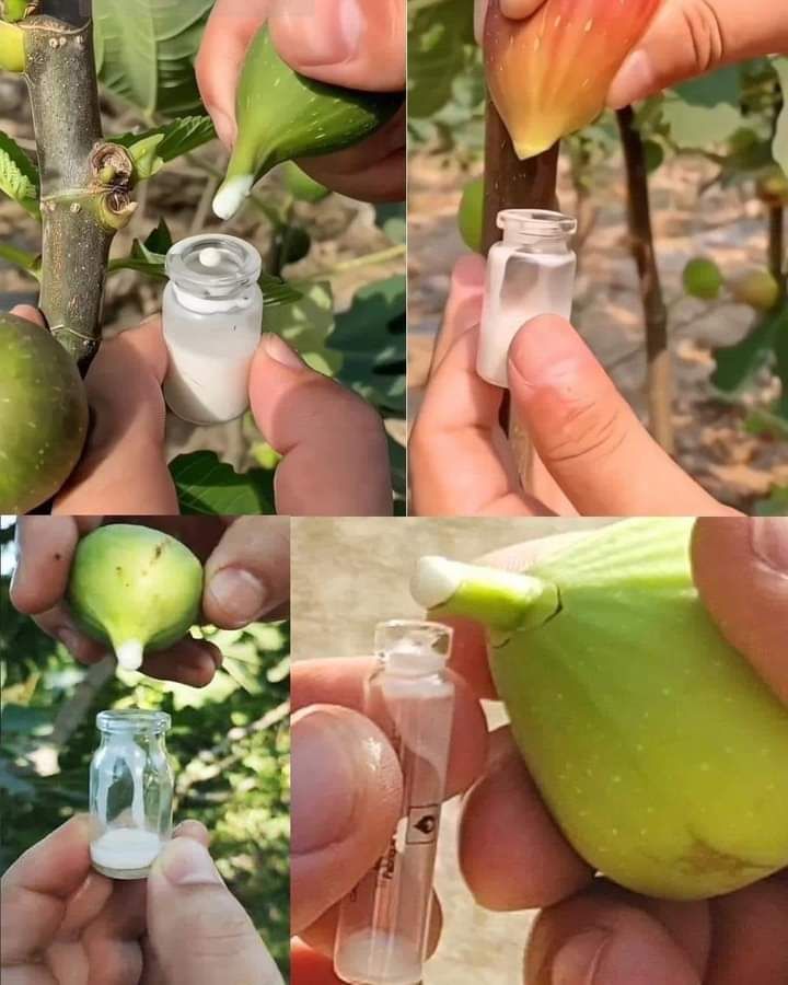 He is Taha Extract Fig Lets For Nettle Foundation