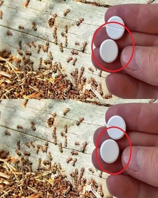 The Ultimate Ant Control Method for Your Garden: An Effective Solution in Just 10 Seconds