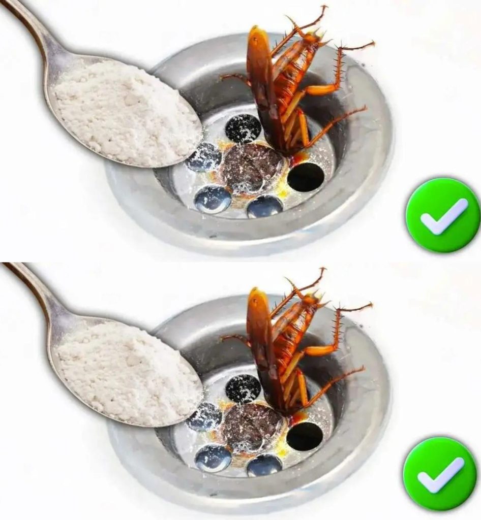 Cockroaches love to hide in drains, pour this in to get rid of them for good. Details in the first comment.