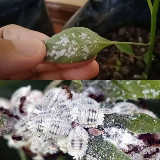 Aphids and mealybugs disappear immediately with this natural pesticide