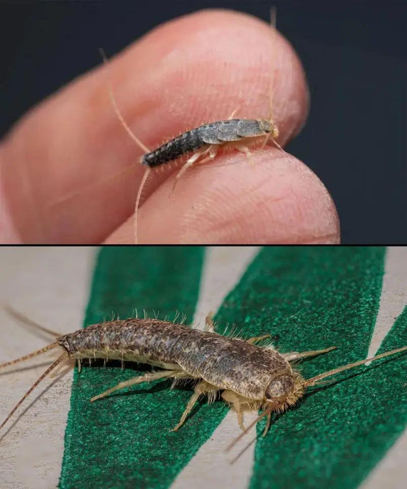 What is silverfish and why is it so important to avoid it?
