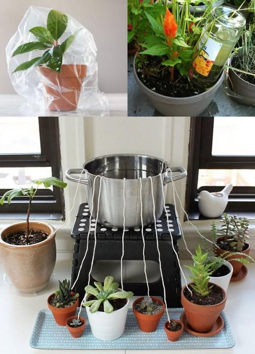 8 Easy Ways to Keep Your Indoor Plants Watered While on Vacation
