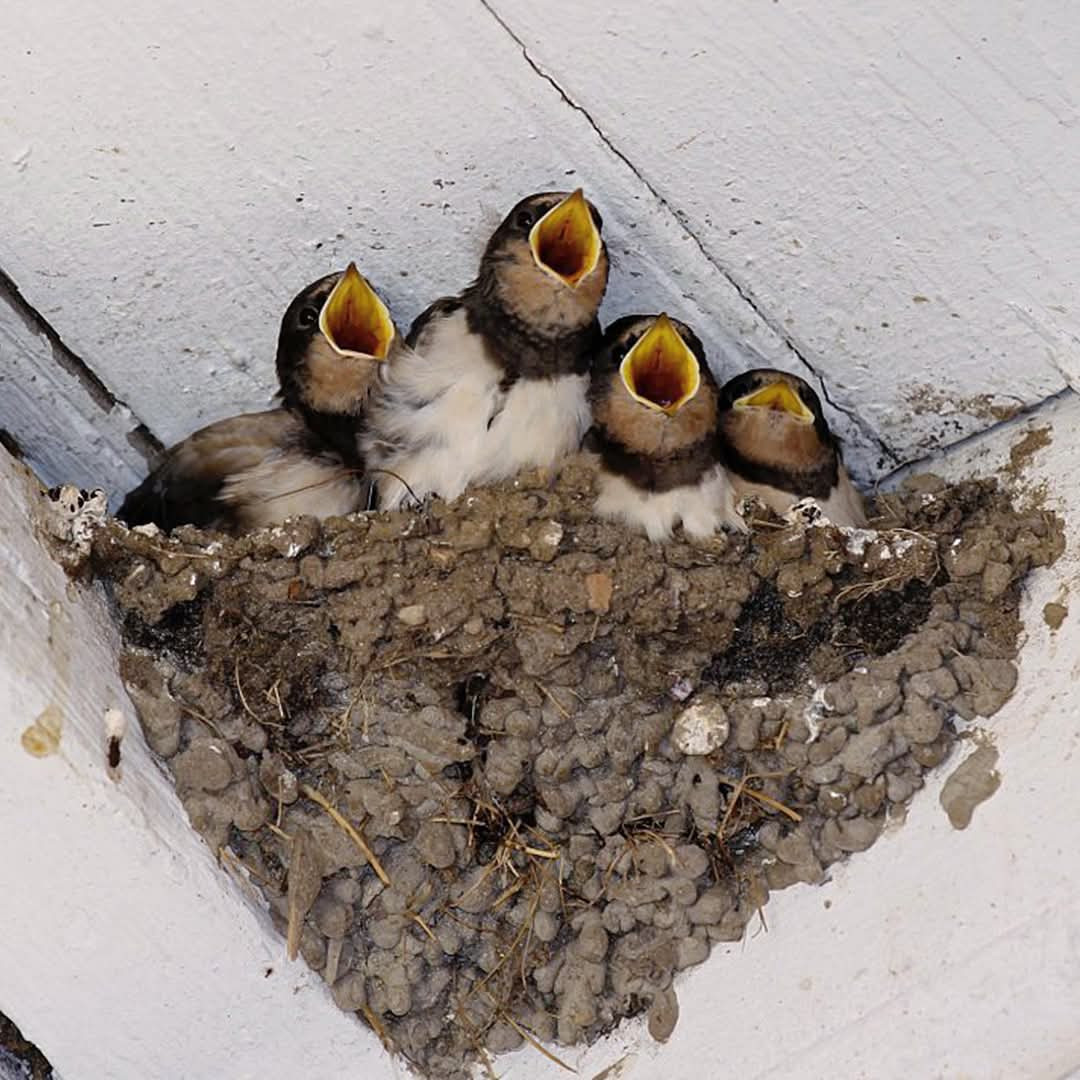 When swallows nest in your home: simple coincidence or hidden message?