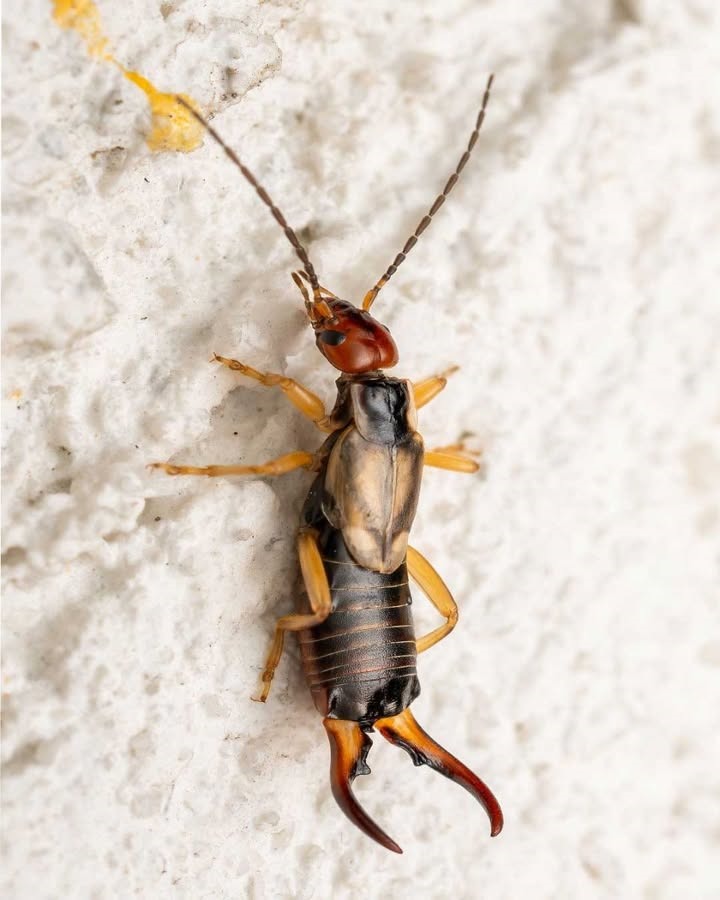 Is It an Earwig? Identifying the Bug That Bit Your Child