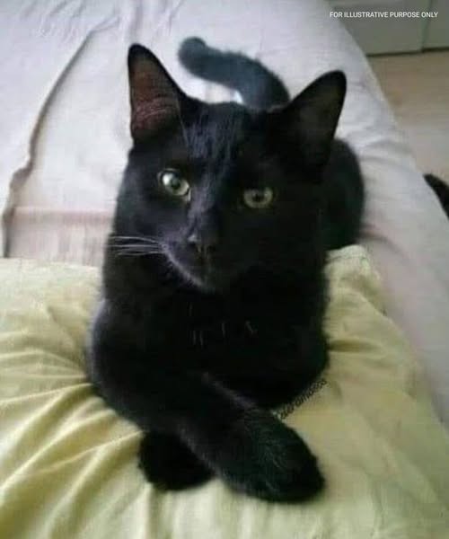 Did you know that if a black CAT approaches you, its a clear sign that,