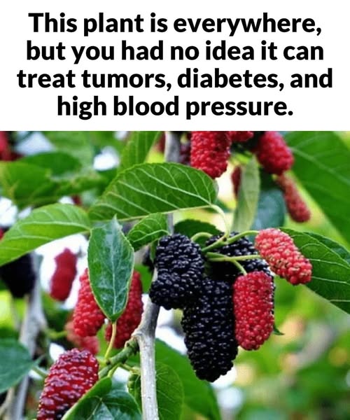 This plant is everywhere, but you had no idea it can treat tumors, diabetes, and high blood pressure