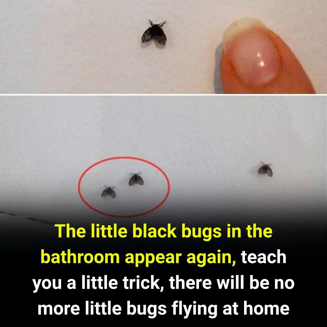 The little black bugs in the bathroom appear again