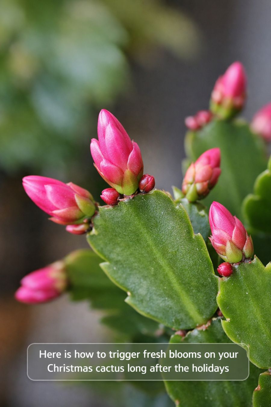 Here is how to trigger fresh blooms on your Christmas cactus long after the holidays