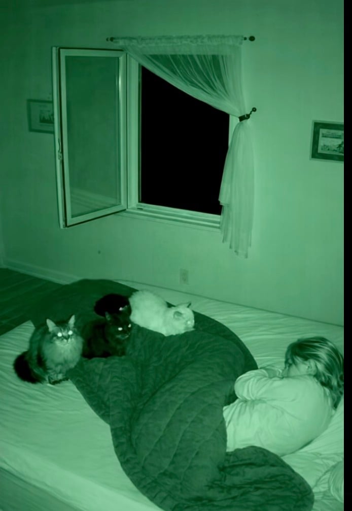 Every night my three cats jumped onto the bed and silently stared at me, and only over time did I realize that they weren’t doing this out of some strange habit