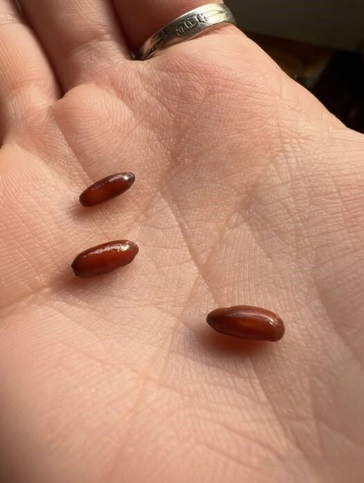 I Just Discovered These Strange Reddish-Brown Capsules on My Bed—and the More I Looked at Them, the More I Realized How Ordinary Household Objects Can Trigger Unexpected Fear, Confusion, and a Search for Reassuring Answers
